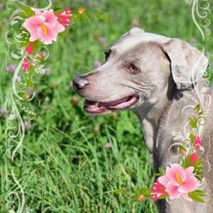 Meet your Posher, Cara